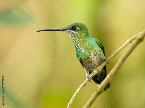 Green-crowned brilliant (Heliodoxa jacula) is a large, robust hummingbird that is a resident breeder in the highlands from Costa Rica to western Ecuador.