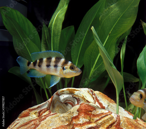 CICHLIDE neolamprologus sexfasciatus photo