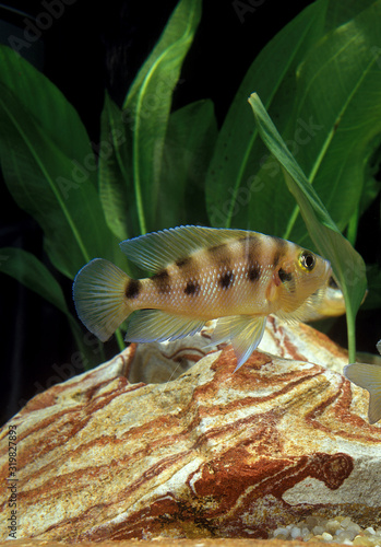 CICHLIDE neolamprologus sexfasciatus photo