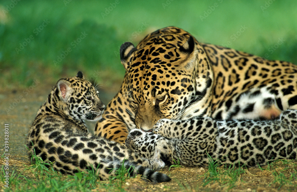 JAGUAR panthera onca JAGUAR panthera onca