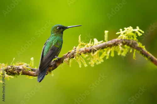 Green-crowned brilliant (Heliodoxa jacula) is a large, robust hummingbird that is a resident breeder in the highlands from Costa Rica to western Ecuador.