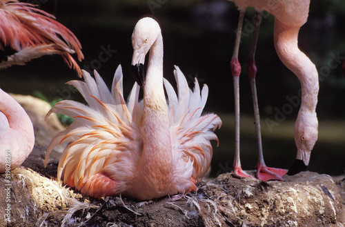 FLAMANT DU CHILI phoenicopterus chilensis photo