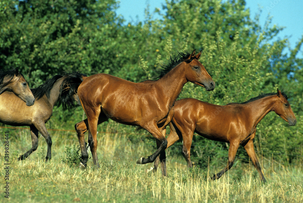 Fototapeta premium PUR SANG ARABE