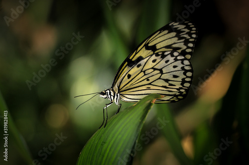 Beautiful idea leuconoe clara butterfly photo