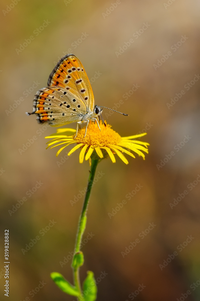 Closeup beautiful butterfly sitting on the flower.