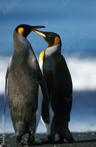 MANCHOT ROYAL aptenodytes patagonica