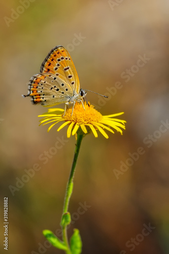 Closeup beautiful butterfly sitting on the flower. © blackdiamond67