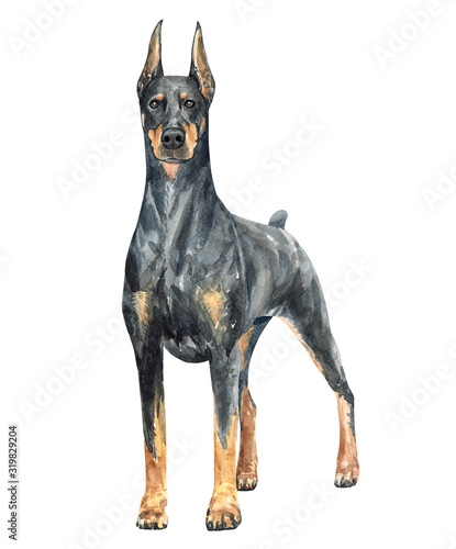 Watercolor Doberman of a dog drawing. Doberman standing layer path, clipping path POD, Doberman clipping path isolated on white background. photo