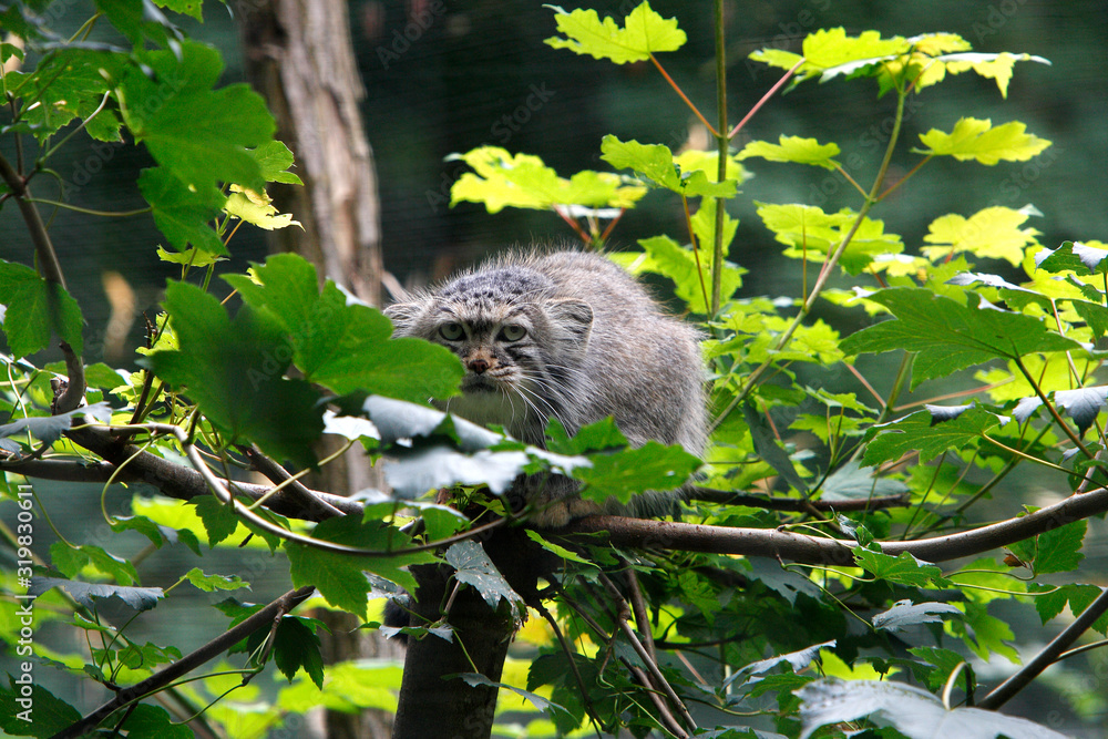 Obraz premium MANUL otocolobus manul