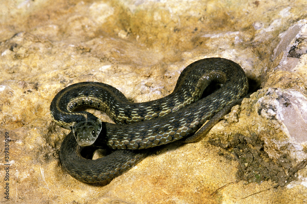 SERPENT JARRETIERE thamnophis marcianus SERPENT JARRETIERE thamnophis marcianus