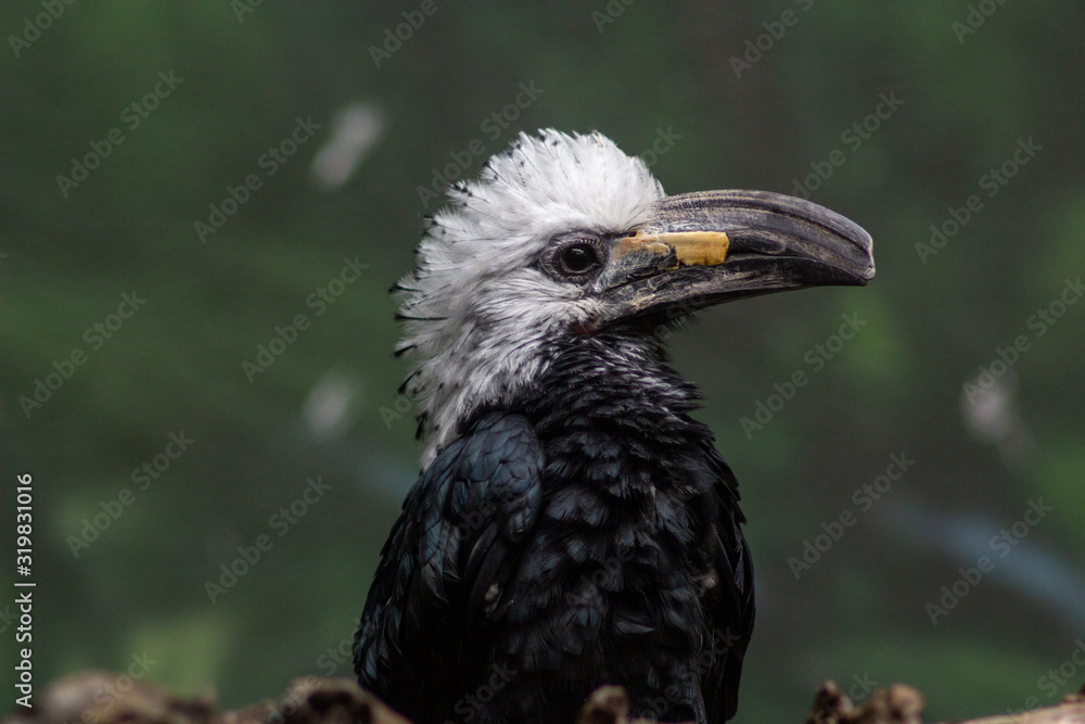 White-crested Hornbill in bronx zoo - bird with mohawk hairstyle White-crested Hornbill in bronx zoo - bird with mohawk hairstyle