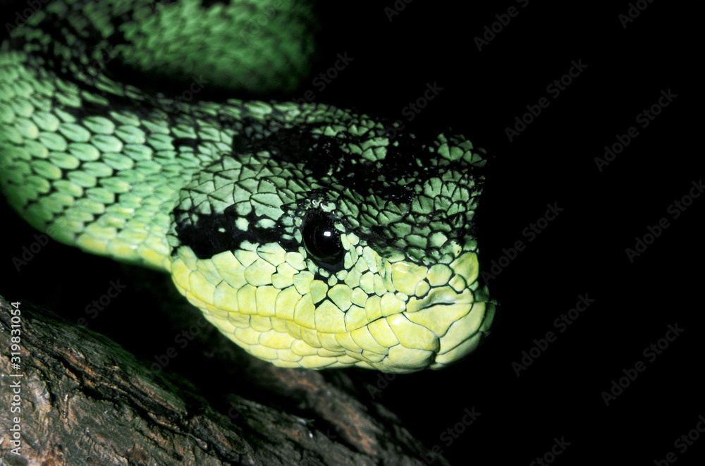 Fototapeta premium VIPERE ARBORICOLE atheris nitschei