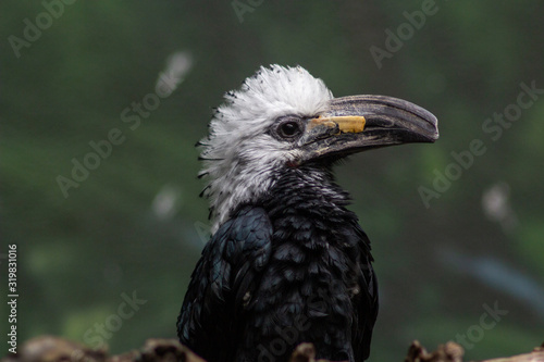White-crested Hornbill in bronx zoo - bird with mohawk hairstyle