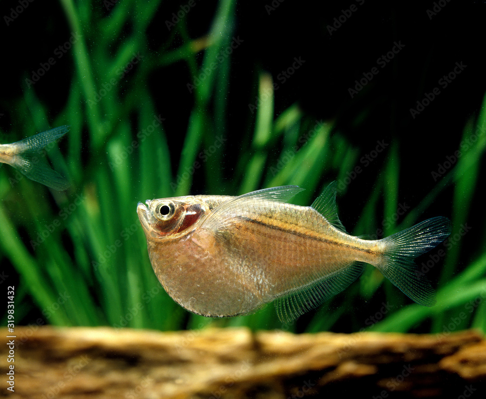 POISSON HACHETTE ARGENTE gasteropelecus sternicla