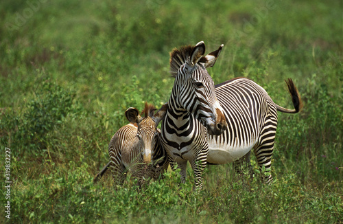 ZEBRE DE GREVY equus grevyi