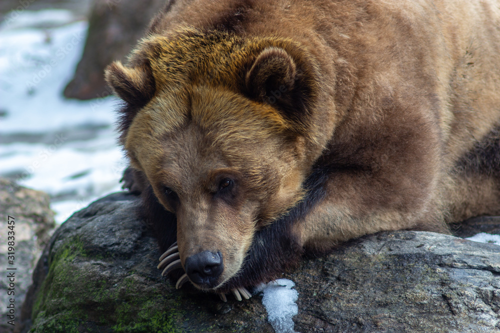 brown bear sleeping on a stone basking in the sun