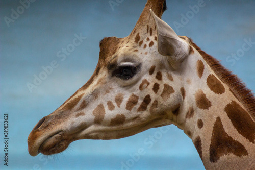 giraffe girl with big eyes and long eyelashes