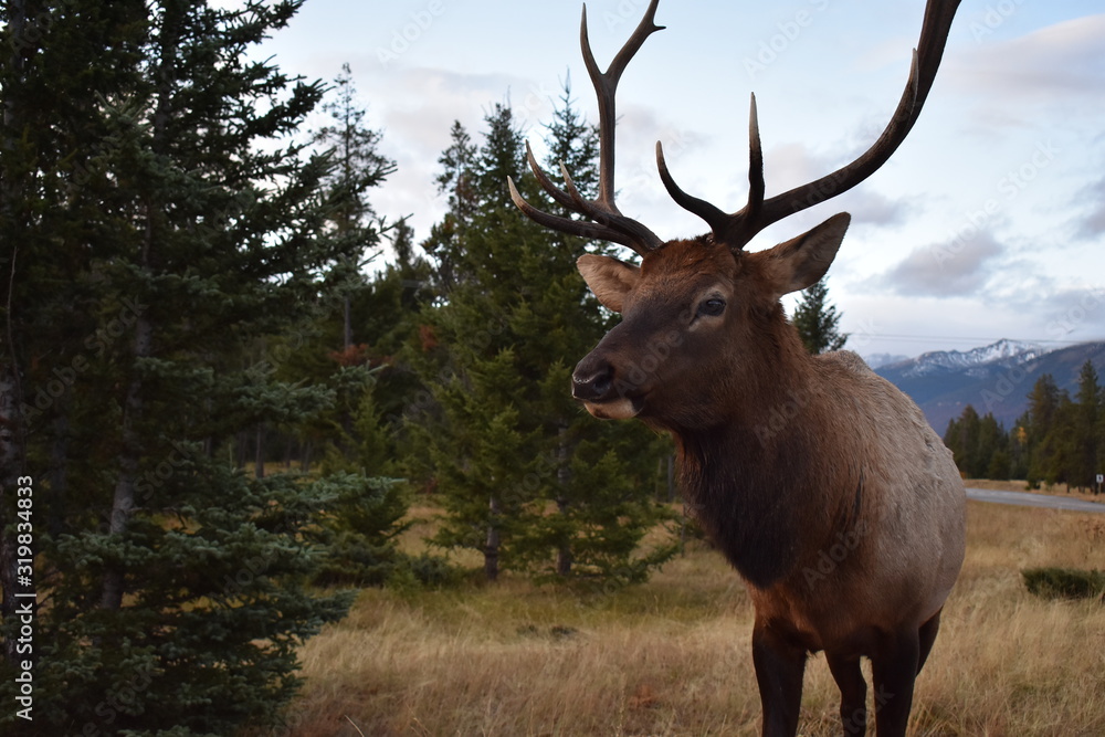 Elk