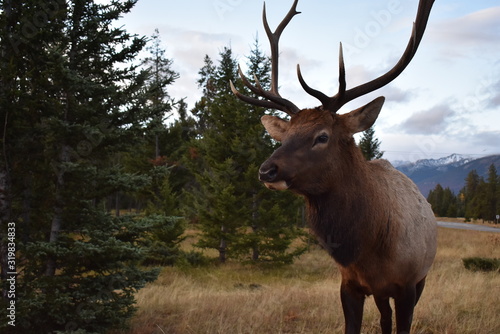 Elk  © Carter