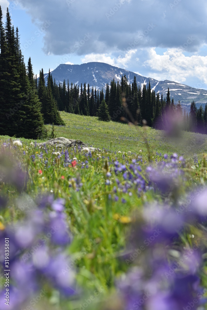 Mountain Meadow
