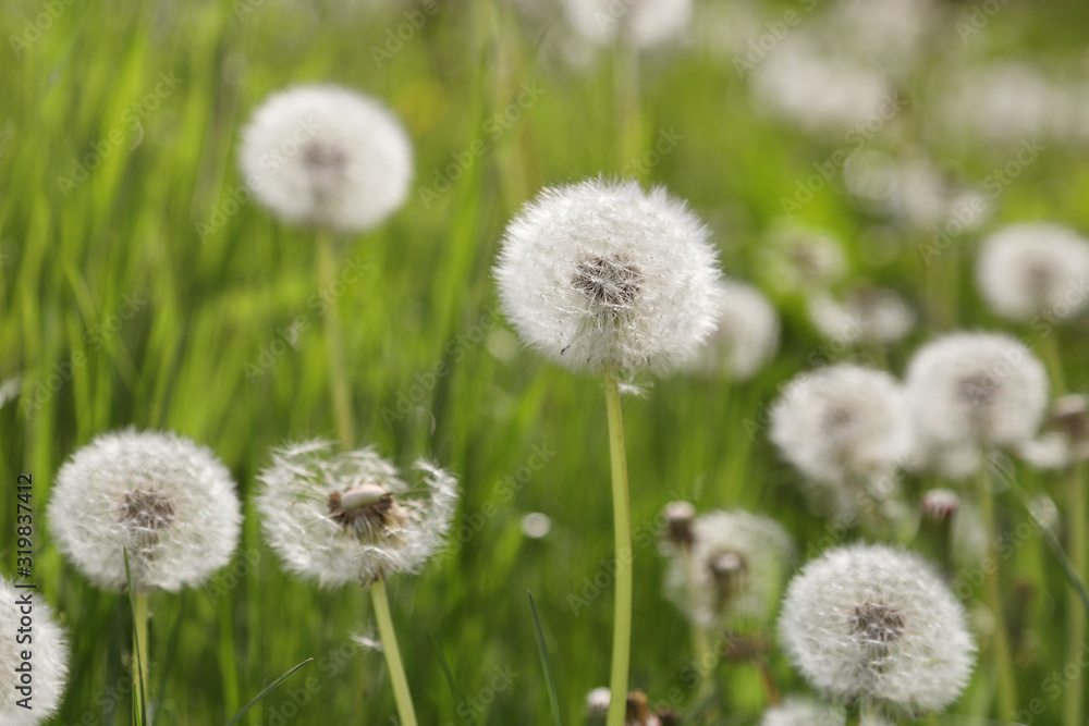 Pusteblume (Löwenzahn, Taraxacum) in einer Wiese voller Pusteblumen im gelbem Sonnenlicht Pusteblume (Löwenzahn, Taraxacum) in einer Wiese voller Pusteblumen im gelbem Sonnenlicht