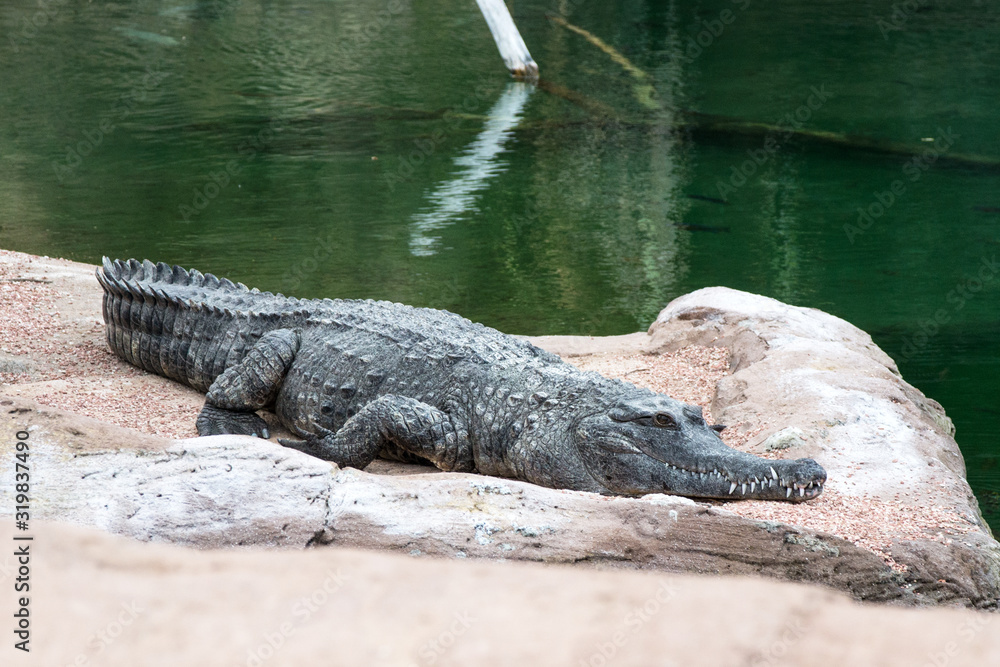 A large crocodile lies on a stone. Dangerous predator. A large crocodile lies on a stone. Dangerous predator.