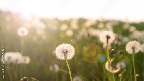 Eine Wiese voller Pusteblumen  L  wenzahn  Taraxacum  im Gegenlicht mit lens flare