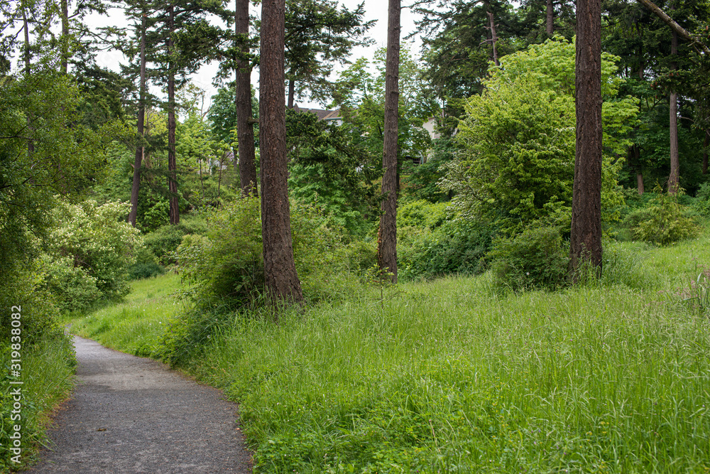 path in the forest path in the forest