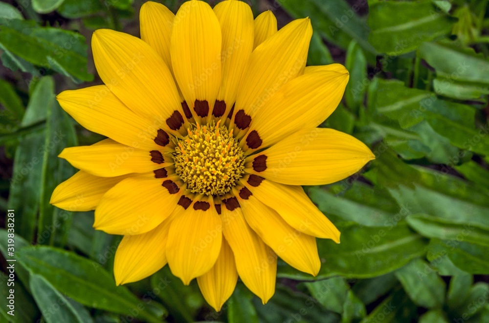 gazania big yellow flower growing alone in the park on the ground with green plants in the background Full frame zoom gazania big yellow flower growing alone in the park on the ground with green plants in the background Full frame zoom