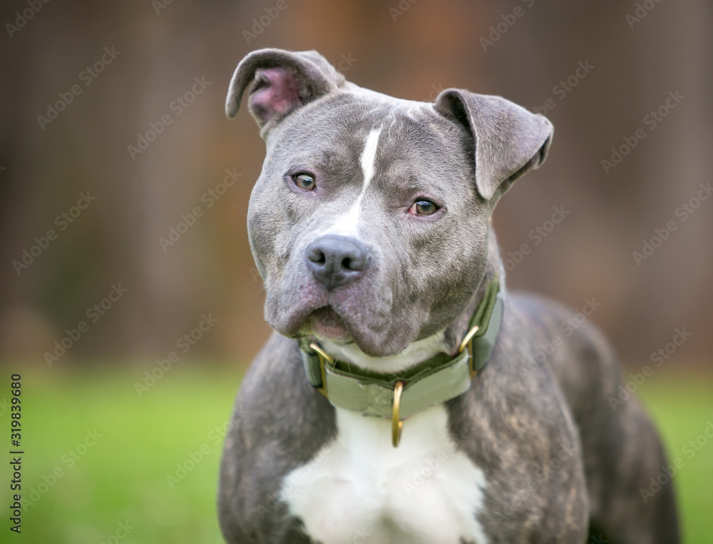 A blue brindle and white Pit Bull Terrier mixed breed dog listening with a  head tilt Photos | Adobe Stock