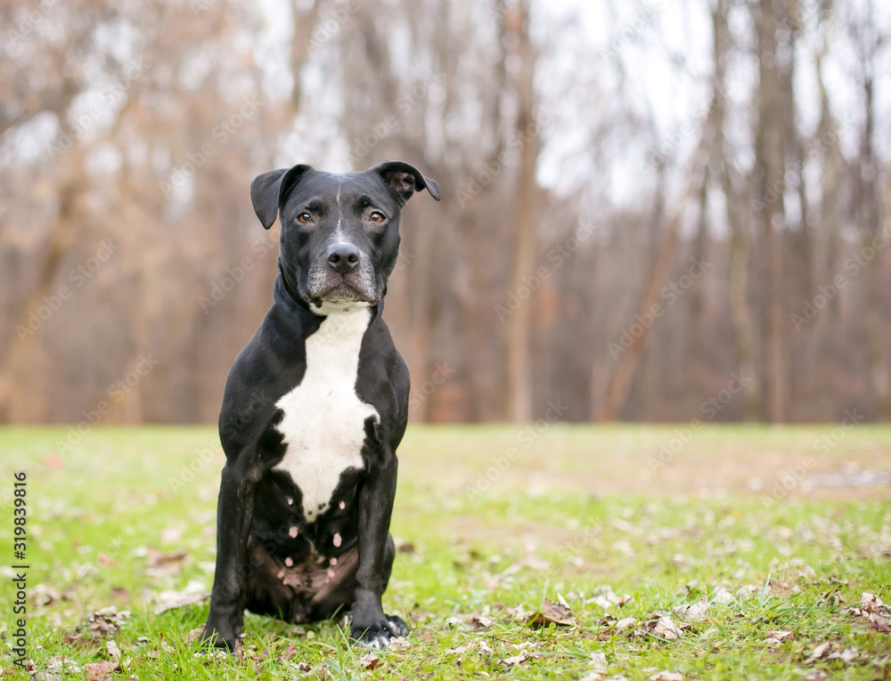 A black and white Pit Bull Terrier mixed breed dog sitting outdoors A black and white Pit Bull Terrier mixed breed dog sitting outdoors