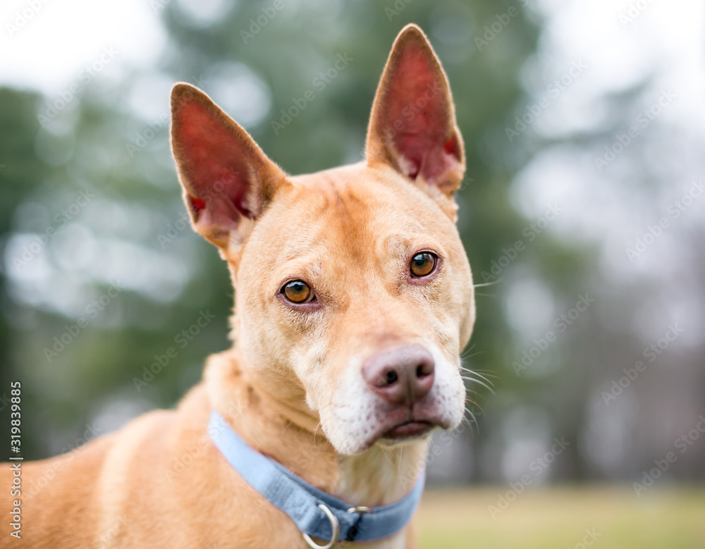 A tan Terrier mixed breed dog with upright ears listening with a head tilt A tan Terrier mixed breed dog with upright ears listening with a head tilt