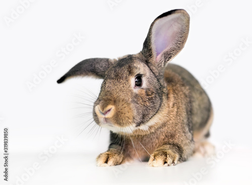 Foto An agouti domesticated pet rabbit with large ears