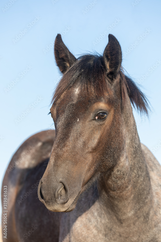 Portrait of a Wild Horse in Fall in the Utah Desert Portrait of a Wild Horse in Fall in the Utah Desert