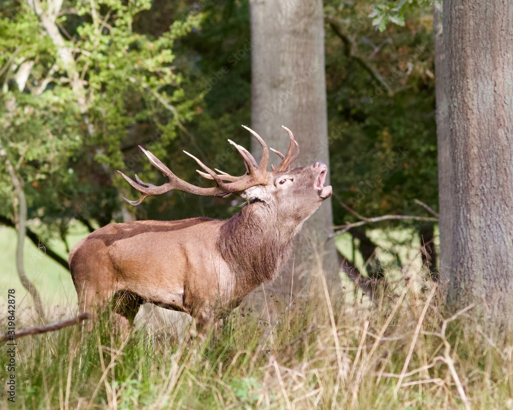 Fototapeta premium brame du cerf