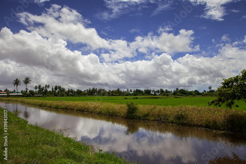 View of a beautiful rice field with a canal and palm trees on a clear Sunny day against a blue sky with spectacular white clouds. Nature, landscape, world tourism.