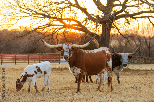 Foto Texas longhorns in the pasture
