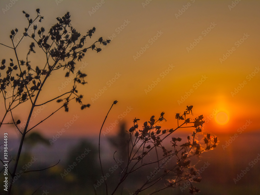 Silhouettes of stems of dry plants at sunrise and a cloudless sky Silhouettes of stems of dry plants at sunrise and a cloudless sky