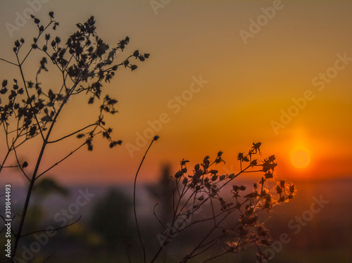 Silhouettes of stems of dry plants at sunrise and a cloudless sky
