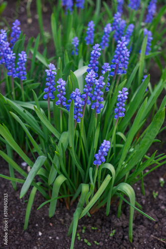 Beautiful blue Muscari flowers in early spring on a flower bed in the garden.