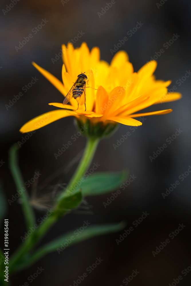  Common fly in a Calendula