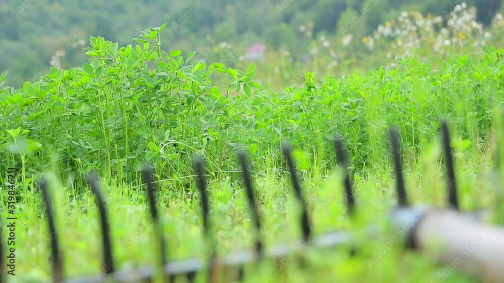 Plastic rake on the meadow. Rake for hay making, clover field in ...