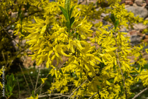 Forsythia, a garden shrub blooming with beautiful yellow flowers in early spring.