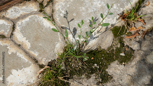 Green grass and moss in stone road. Sunny day. photo