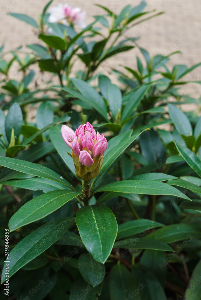 Not yet blooming flower of pink rhododendron.