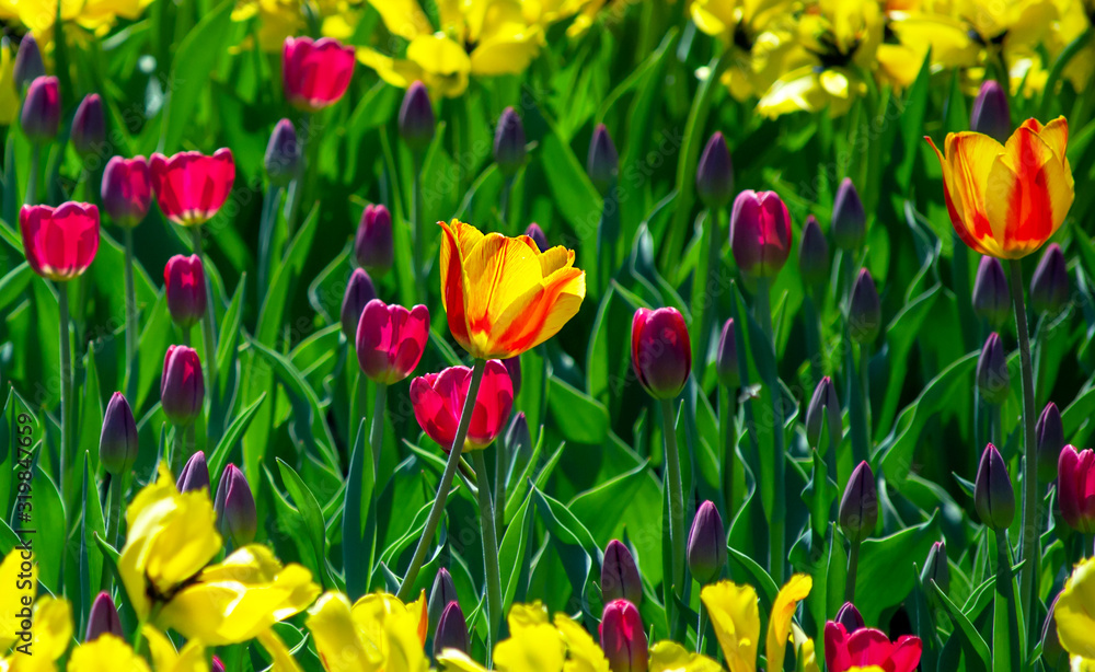 Yellow-orange tulips on a background of dark lilac flowers in the field Yellow-orange tulips on a background of dark lilac flowers in the field