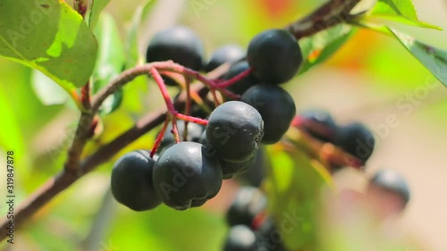 Fruit aronia berries hanging on branches. Growing aronia berries