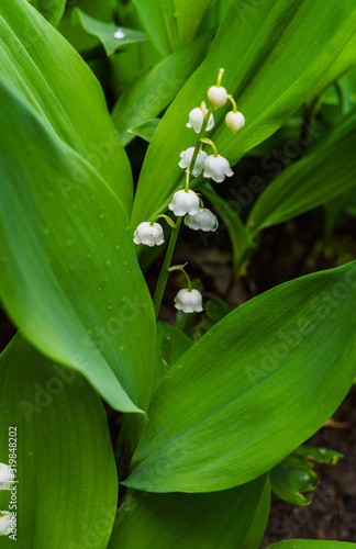 Forest landyshi- thick fragrant thickets of delicate flowers in May and April.