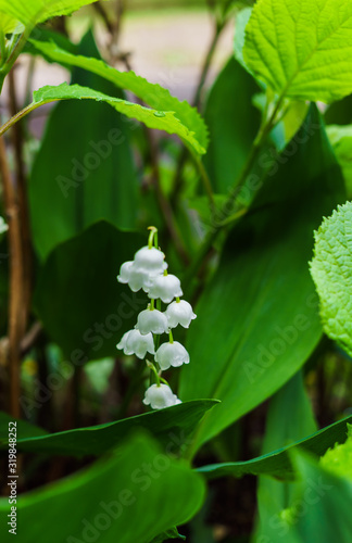 Forest landyshi- thick fragrant thickets of delicate flowers in May and April.
