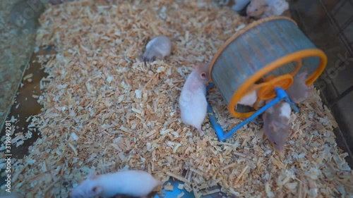 Cute tiny mice running on ground, little domestic mouse exercise running